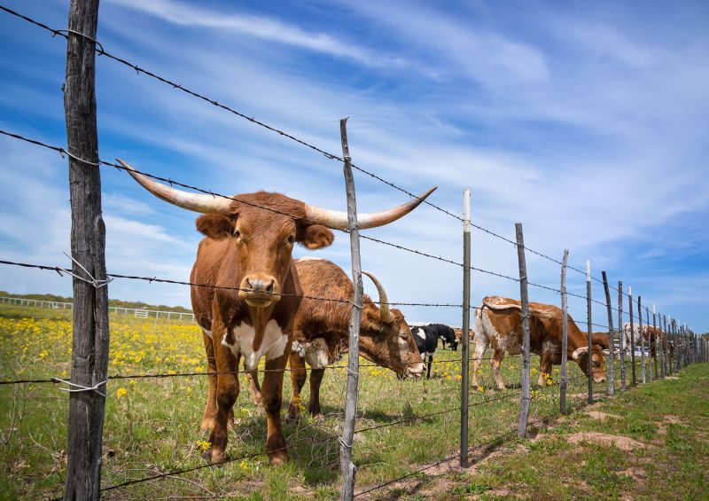 Fenced Pasture with Livestock