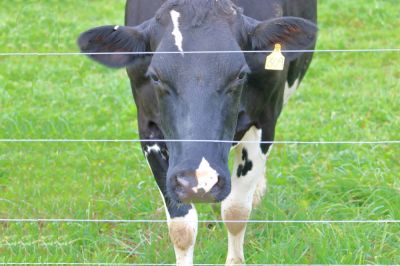 Ensure That Your Livestock Remains Inside