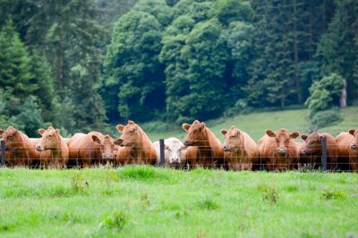 Separate Herds with Pasture Fencing